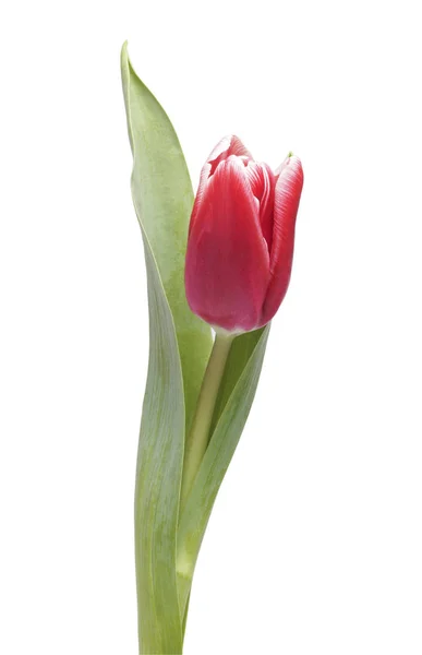 Flower pink tulip. — Stock Photo, Image