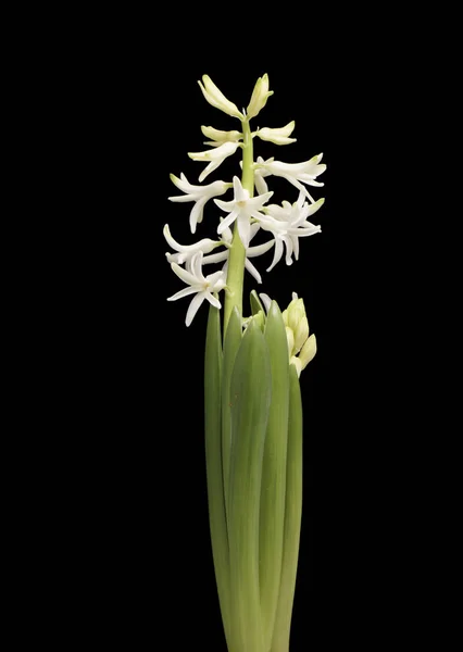 Flower white hyacinth. — Stock Photo, Image