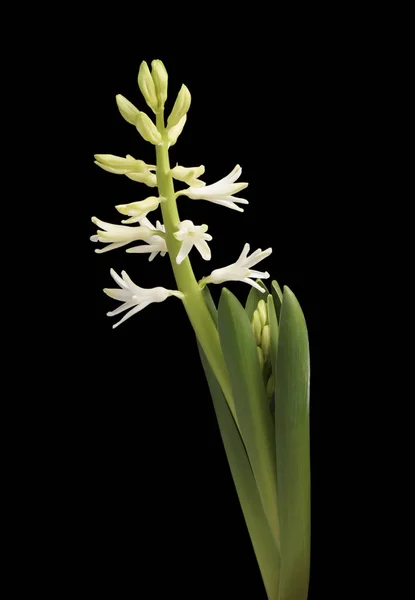 Jacinto blanco flor . Imágenes de stock libres de derechos