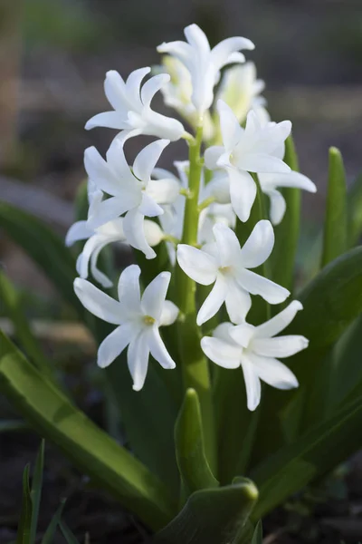 庭の白い花. — ストック写真