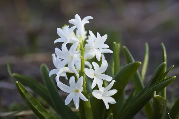 Witte bloem in de tuin. — Stockfoto