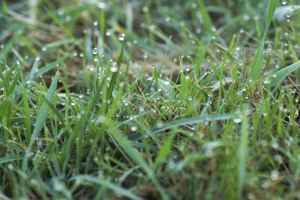 Gotas de rocío en la hierba verde —  Fotos de Stock