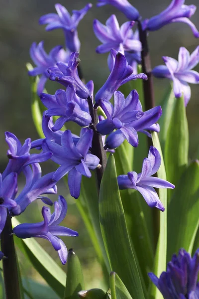 Sininen kukka puutarhassa. — kuvapankkivalokuva