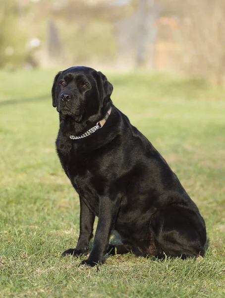 Porträtt av en svart hund. — Stockfoto