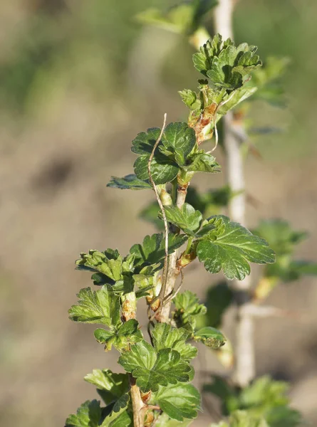 Tak van de kruisbes in de tuin. — Stockfoto