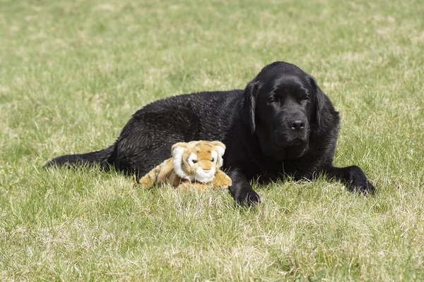 Um cão na grama com um brinquedo macio . — Fotografia de Stock