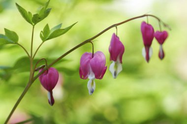 Bahçedeki pembe çiçek. 