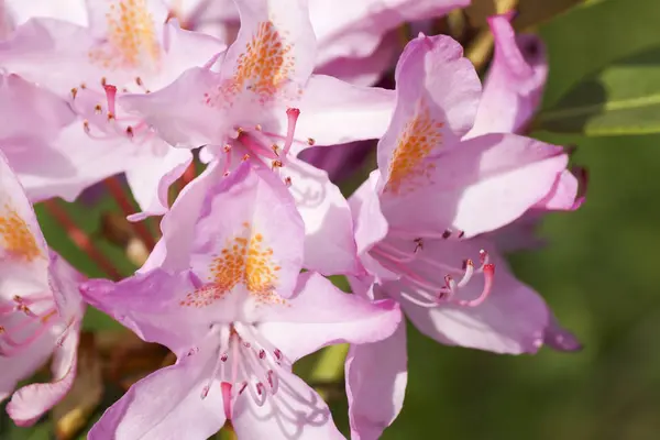 庭にピンクの花。シャクナゲ. — ストック写真