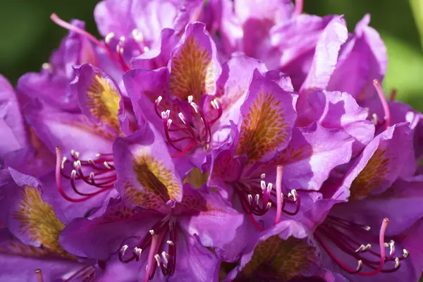 Pink flower in the garden. Rhododendron. — Stock Photo, Image