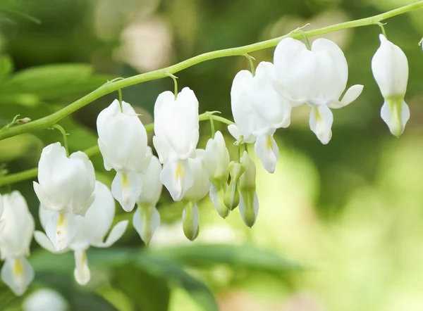 Witte bloem in de tuin — Stockfoto