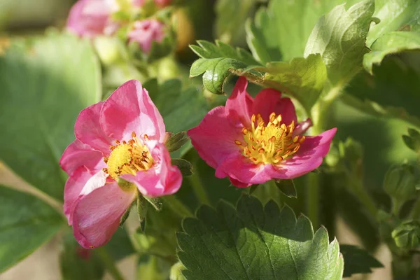 Fleur rose dans le jardin. — Photo