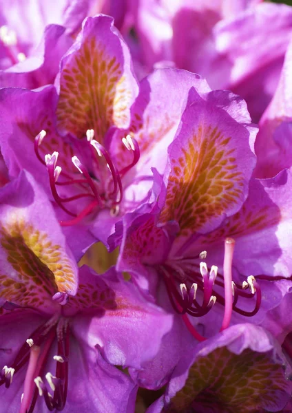 Růžový květ na zahradě. Rododendron. — Stock fotografie