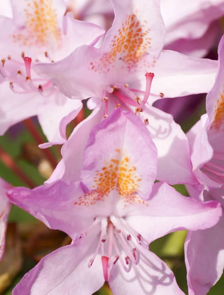 Flor rosa en el jardín. Ródodendro . — Foto de Stock