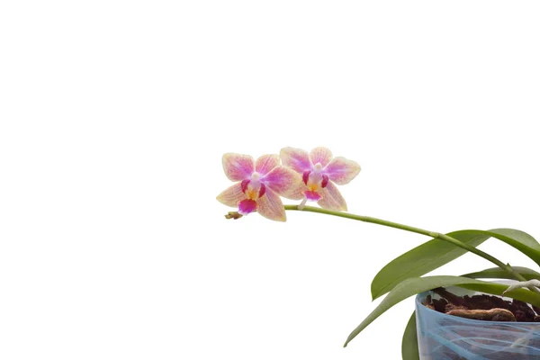 Orquídea de flores. Púrpura. Sobre fondo blanco . —  Fotos de Stock