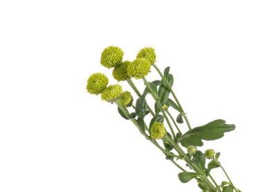 Yeşil bir Kasımpatı Şubesi. 