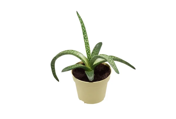 Aloe planta em um pote . — Fotografia de Stock