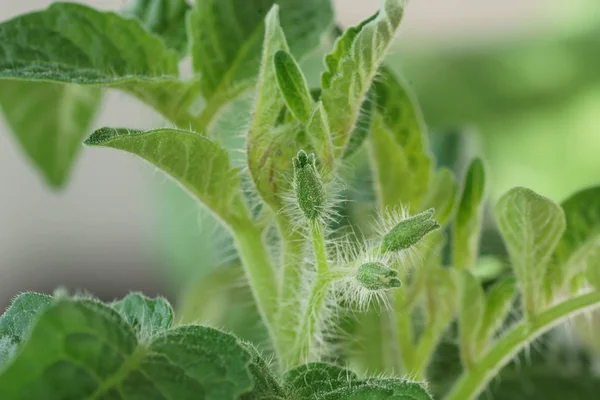 Bush Tomatoes Greenhouse Background Green — Stock Photo, Image