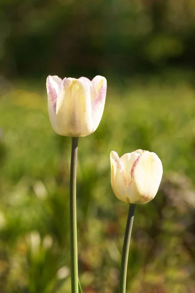 Two White Tulips Garden Close — Stock Photo, Image