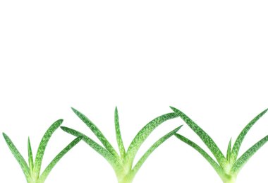 Aloe çerçevenin altında filizleniyor. 