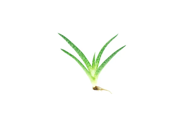 Aloe sprout with roots. — Φωτογραφία Αρχείου