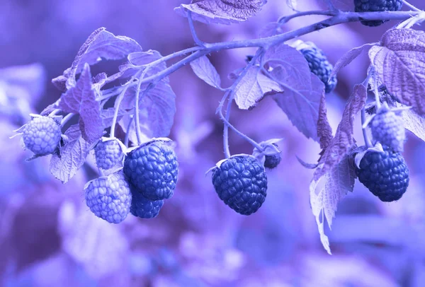 Lampone su un cespuglio nel giardino . — Foto Stock