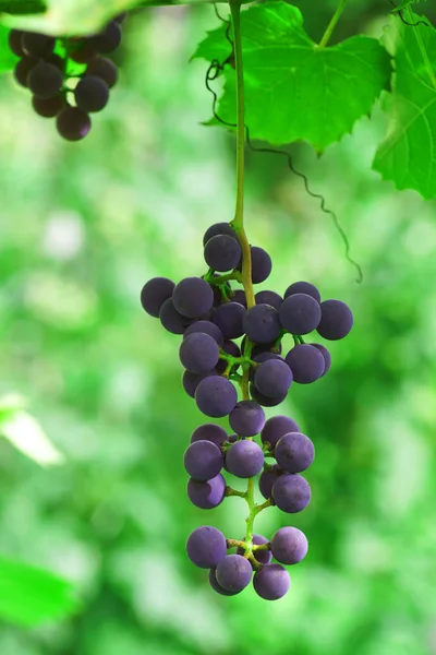 Grenen av druvor som växer i trädgården. — Stockfoto