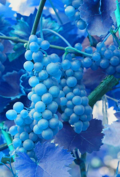 De tak van druiven groeien in de tuin. — Stockfoto