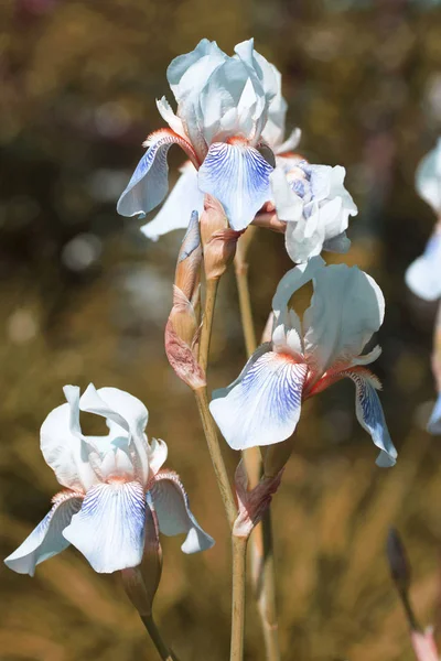 庭の菖蒲の花. — ストック写真