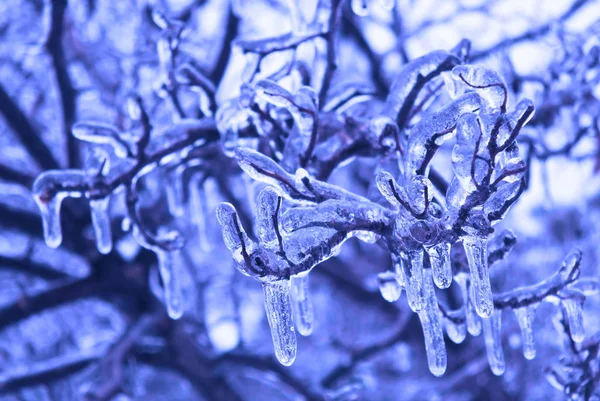 Os ramos da árvore de gelo. Chuva gelada . Fotos De Bancos De Imagens