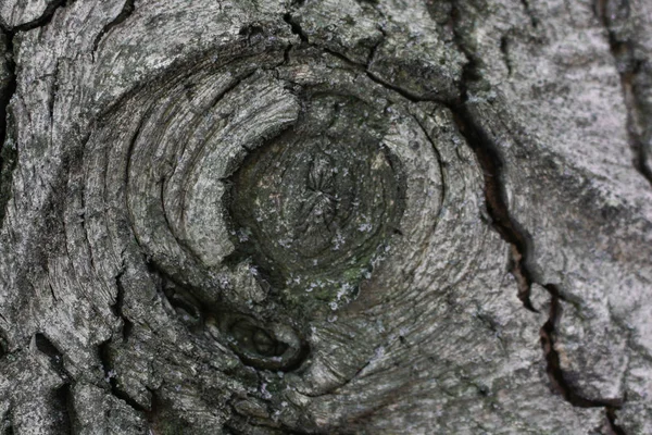A walnut tree texture — Stock Photo, Image