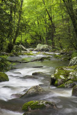 Kükreyen çatal Creek büyük Smoky Dağları ABD'de