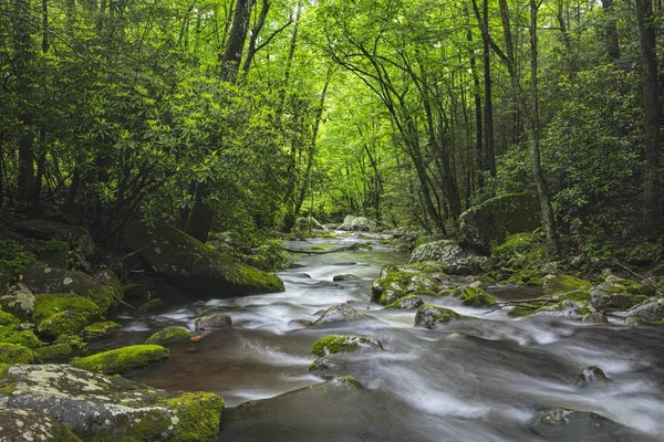 Roaring vork Creek in de Great Smoky Mountains VS — Stockfoto