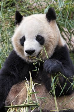 Bambu, Chengdu Çin yemek yetişkin Dev Panda