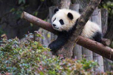 Chengdu, Çin ağaçta Dev Panda dinlenme bebeğim