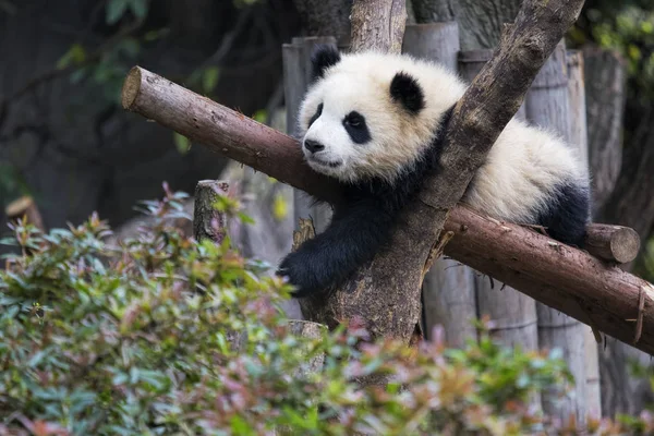 Dziecko olbrzym Panda odpoczynku w drzewie Chengdu, Chiny — Zdjęcie stockowe