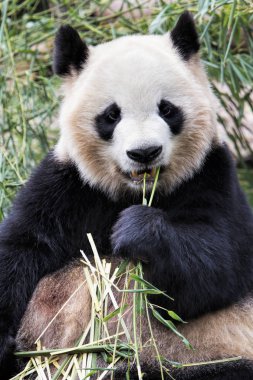 Bambu, Chengdu Çin yemek yetişkin Dev Panda