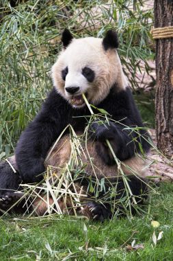 Bambu, Chengdu Çin yemek yetişkin Dev Panda