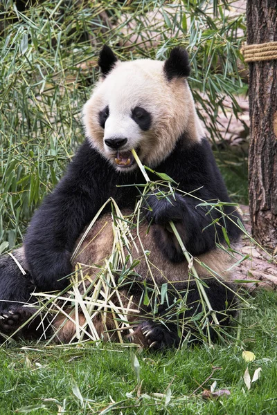 Felnőtt óriás Panda eszik bambusz, Chengdu, Kína — Stock Fotó