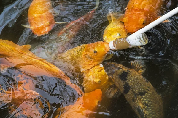 Alimentação de peixes Koi usando uma mamadeira na China Chengdu — Fotografia de Stock