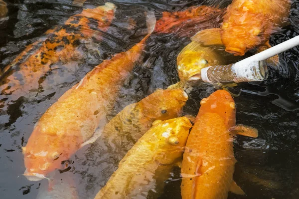 Feeding Koi goldfish using a baby bottle in Chengdu China — Stock Photo, Image