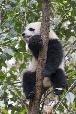 Chengdu, Çin ağaçta Dev Panda dinlenme bebeğim
