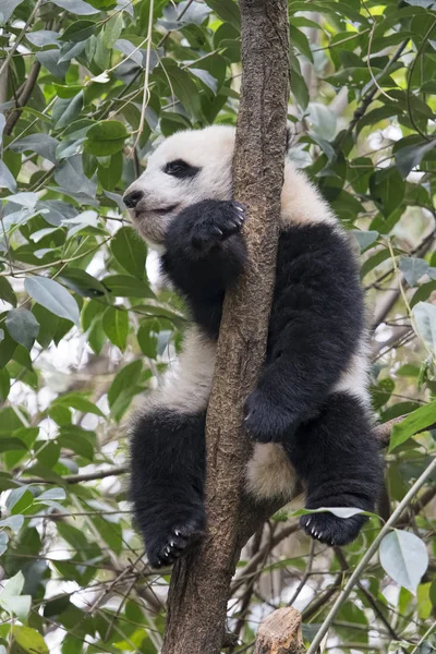 Baba, óriás Panda pihen egy fa, Chengdu, Kína — Stock Fotó