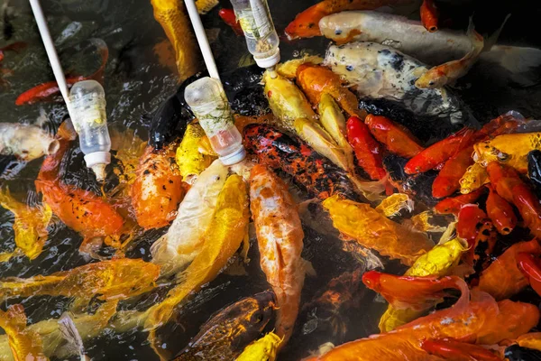 Alimentação de peixes Koi usando uma mamadeira na China Chengdu — Fotografia de Stock