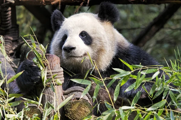 Dla dorosłych pandy jedzenie bambusa, Chengdu, Chiny — Zdjęcie stockowe