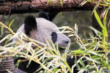 Bambu, Chengdu Çin yemek yetişkin Dev Panda