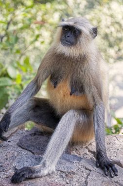 Gri Langur maymun Presbytis TELLUS Rajastan Hindistan yakınındaki