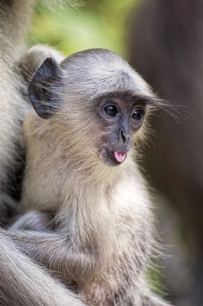 Szürke Langur majom Presbytis entellus Rajastan India közelében — Stock Fotó
