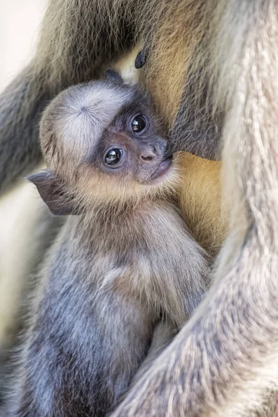 Gray Langur Monkey Presbytis entellus poblíž Rajastan Indie — Stock fotografie