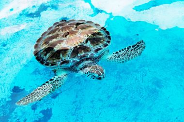Hawksbill deniz kaplumbağası Eretmochelys Imbricata eleştirel endang olduğunu
