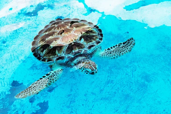 Hawksbill tartaruga marina Eretmochelys imbricata è criticamente endang — Foto Stock